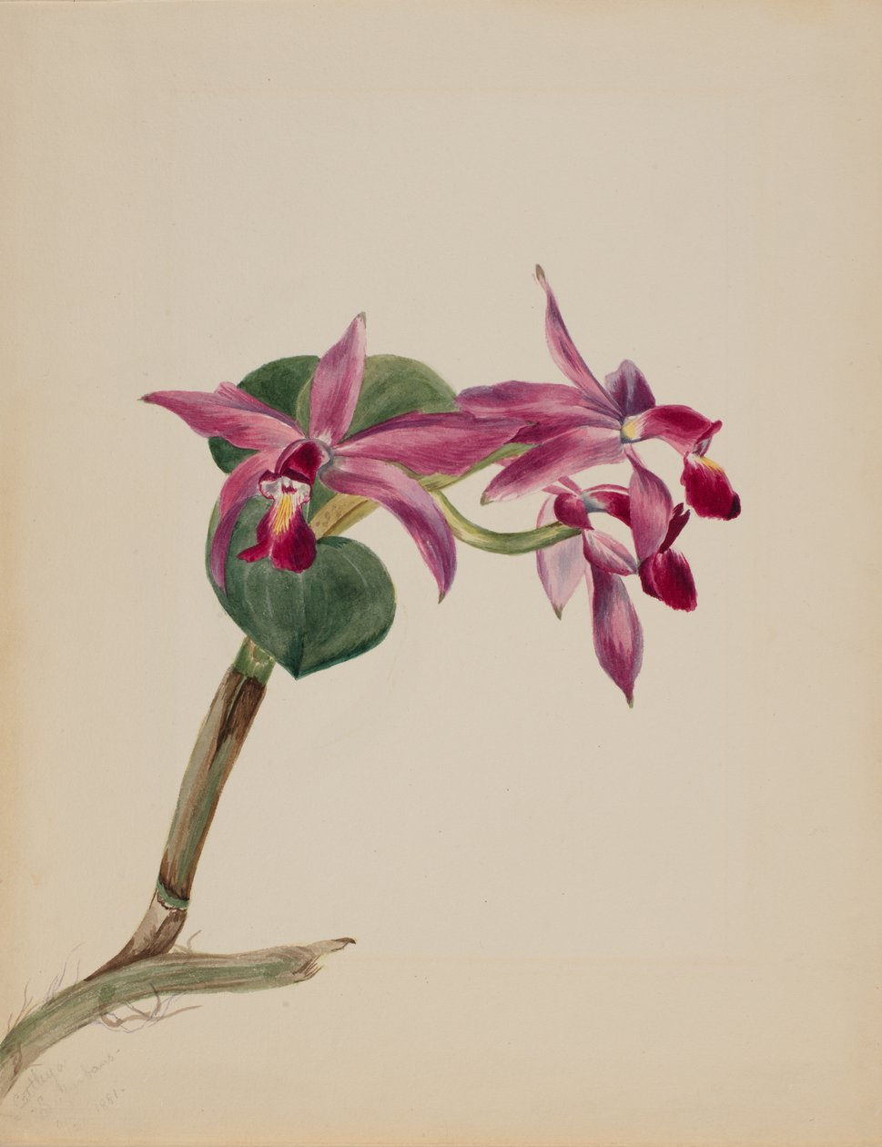 Cattleya dumna, 1881. autorstwa Mary Vaux Walcott