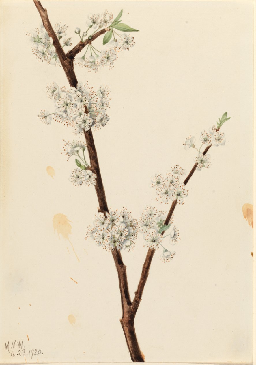 Śliwa Chickasaw (Prunus angustifolia) autorstwa Mary Vaux Walcott