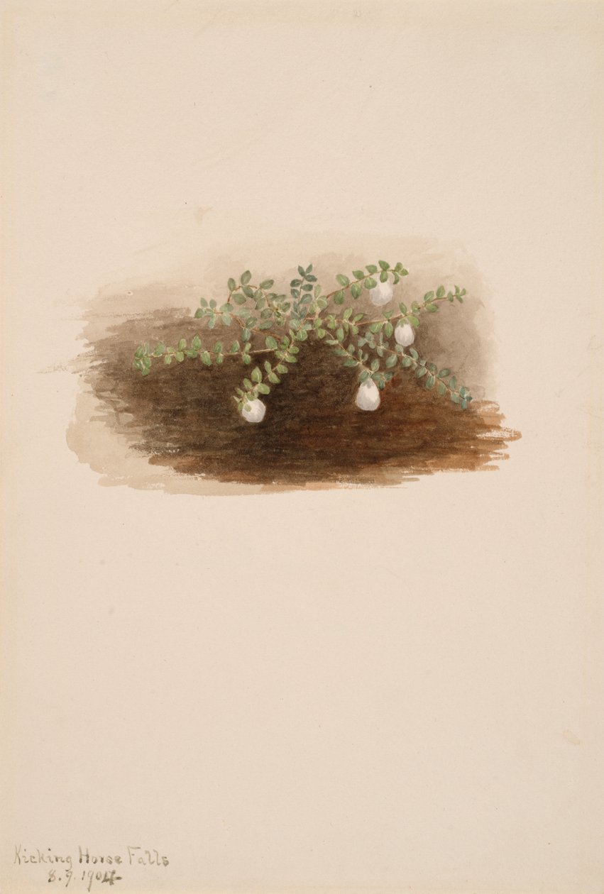 Chiogenes hispidula, 1904. autorstwa Mary Vaux Walcott