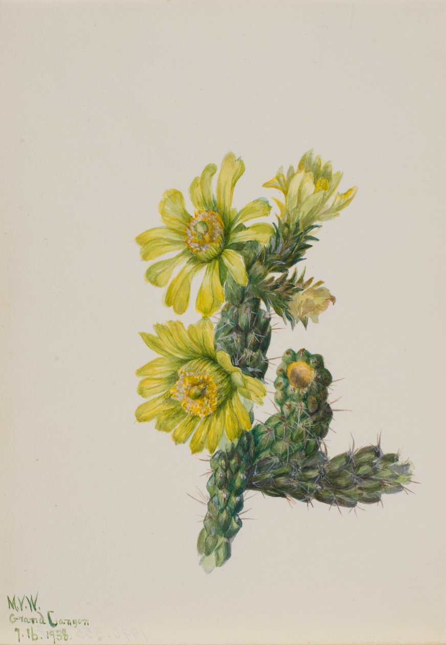 Cholla Opuntia whipplei autorstwa Mary Vaux Walcott