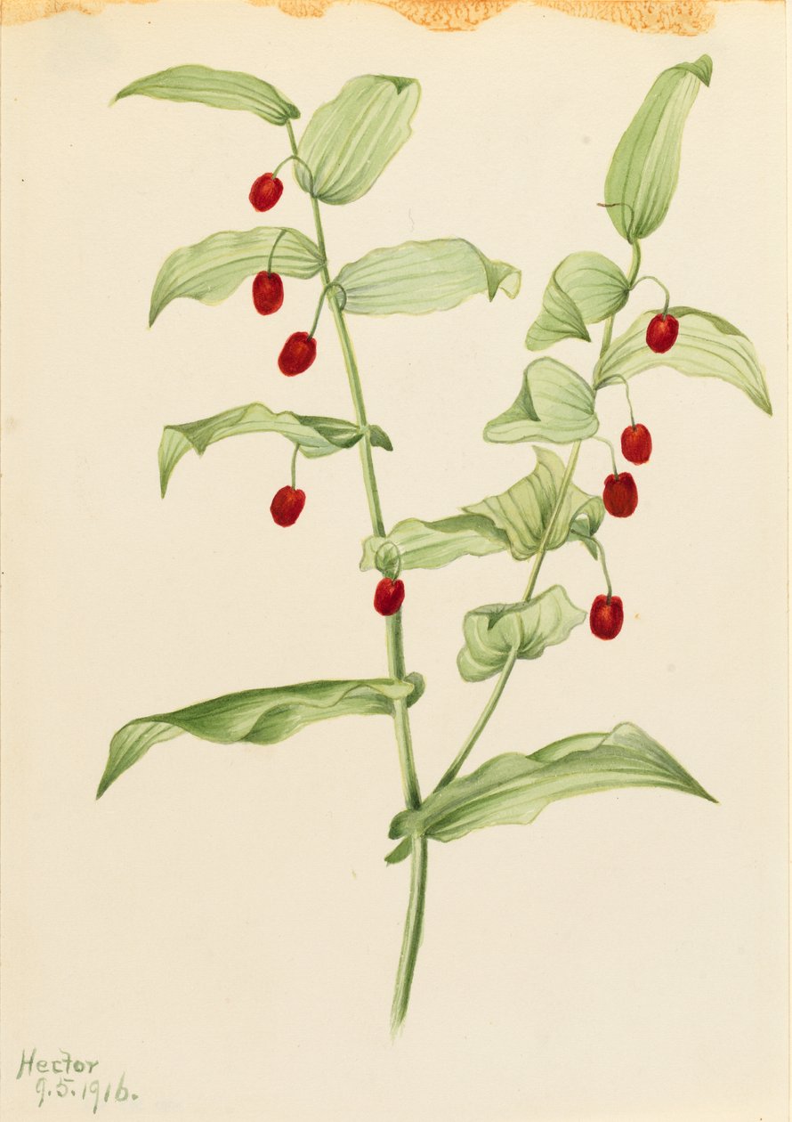 Streptopus amplexifolius (Streptopus amplexifolius) autorstwa Mary Vaux Walcott