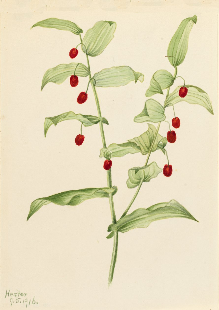 Streptopus amplexifolius skręcana łodyga, 1916. autorstwa Mary Vaux Walcott