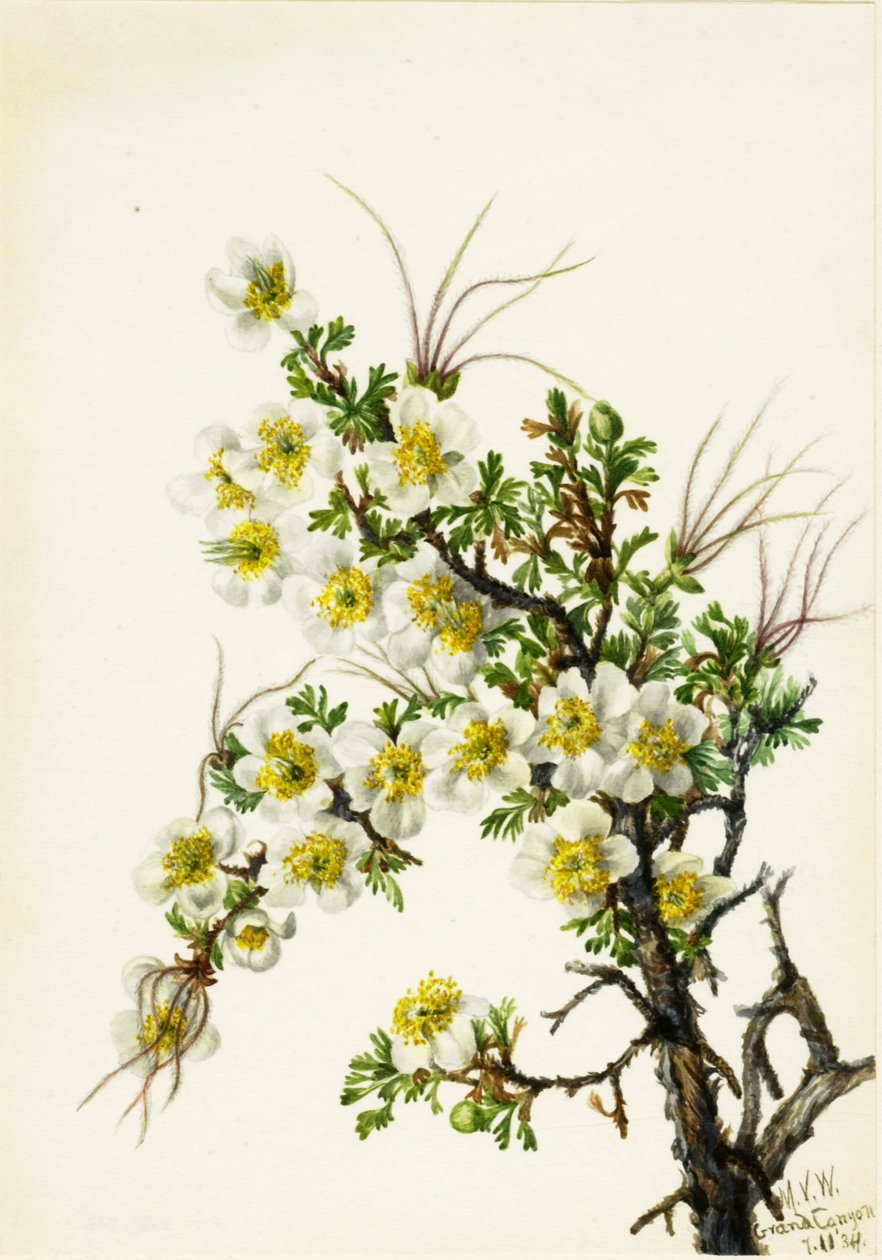 Cliffrose Cowania stansburiana, 1934. autorstwa Mary Vaux Walcott