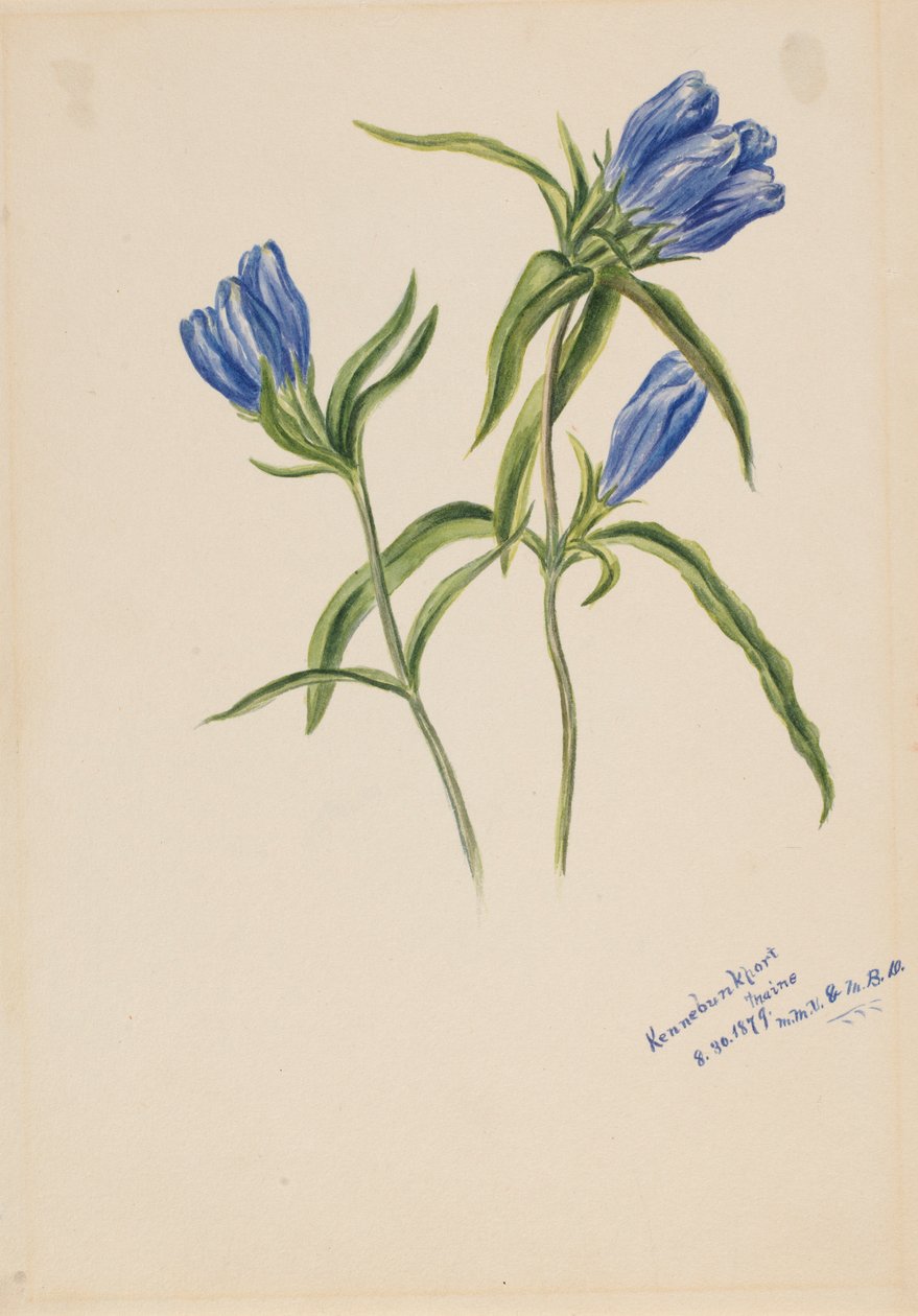 Goryczka zamknięta (Gentiana andrewskii) autorstwa Mary Vaux Walcott