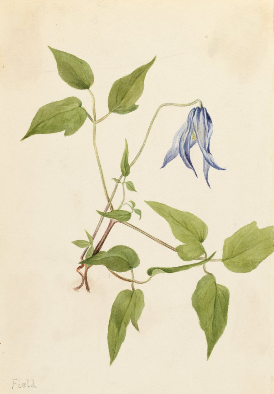 Columbia Clematis Clematis columbiana, ca. 1900-1925. autorstwa Mary Vaux Walcott