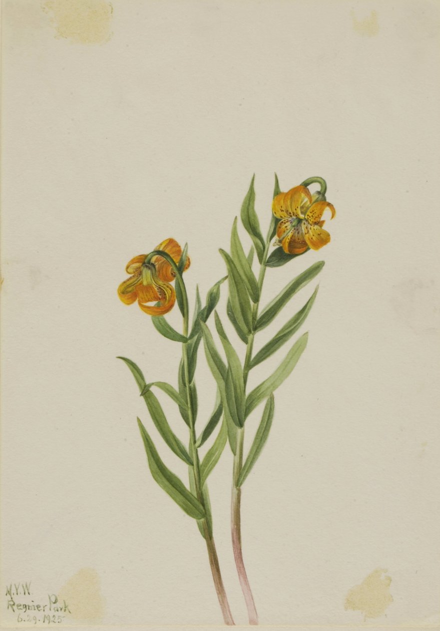 Lilia kolumbijska (Lilium columbianum) autorstwa Mary Vaux Walcott