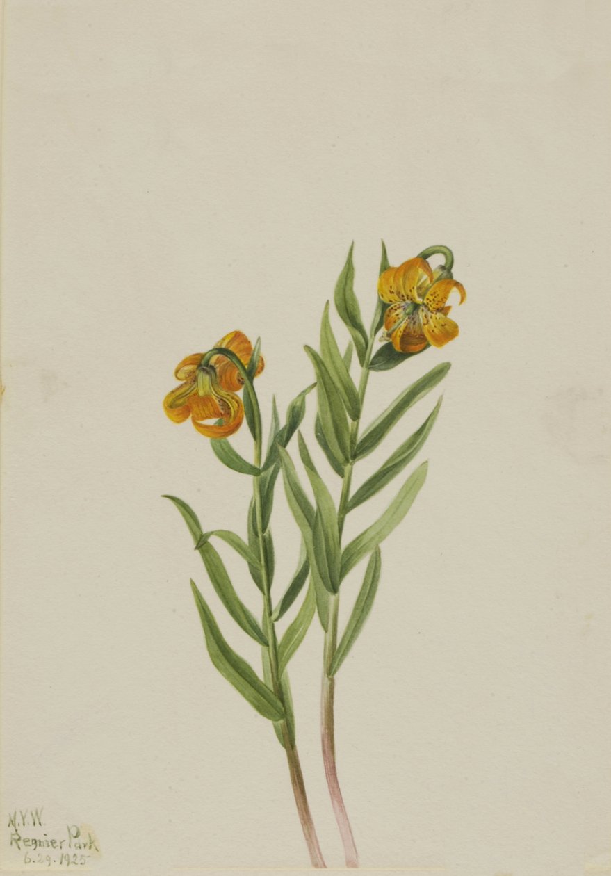 Lilia kolumbijska Lilia kolumbijska, 1925. autorstwa Mary Vaux Walcott