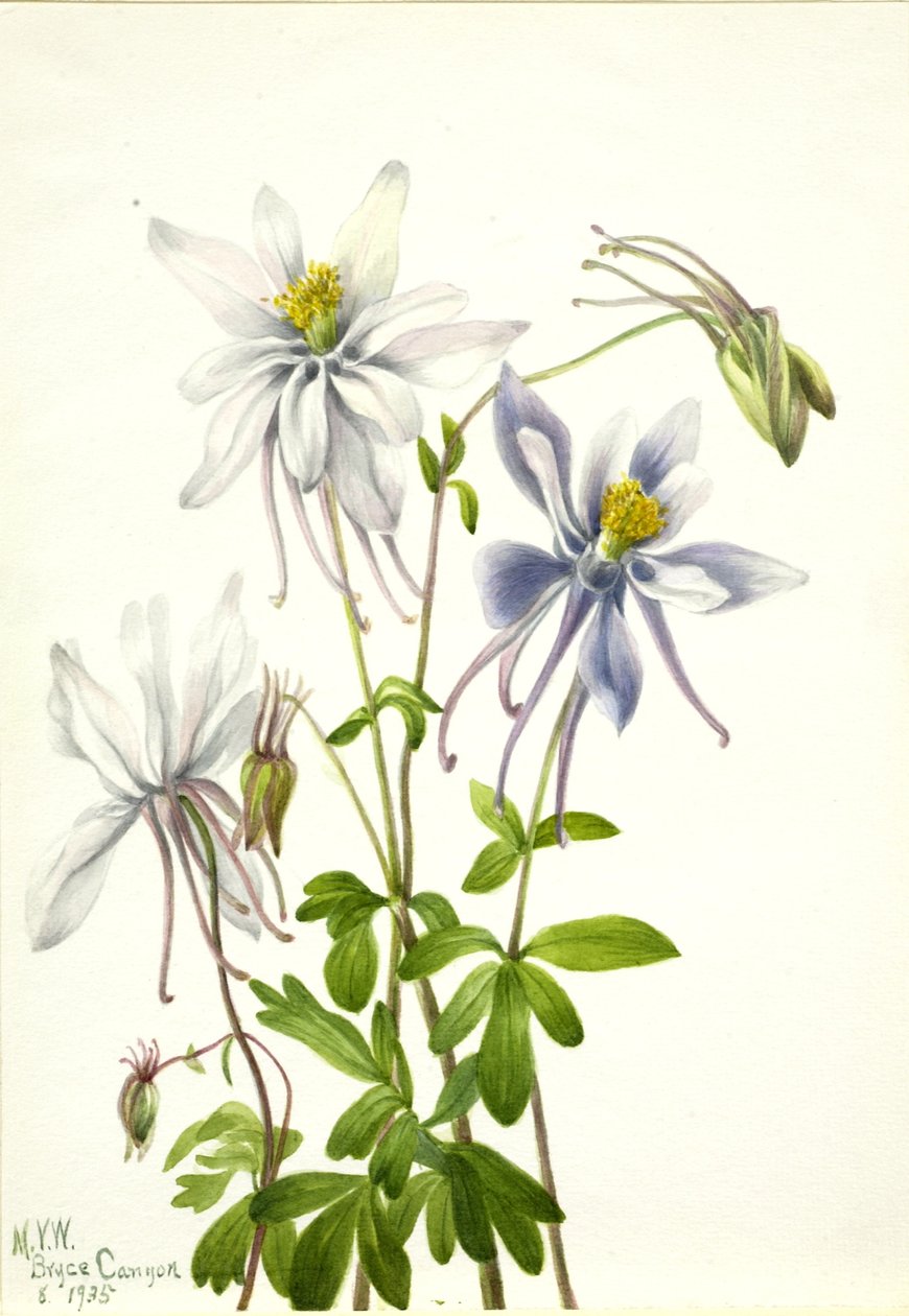 Orlik pospolity (Aquilegia ecalcarata) autorstwa Mary Vaux Walcott