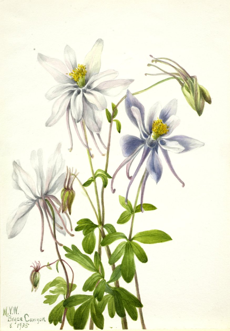 Orlik orlik ecalcarata, 1935. autorstwa Mary Vaux Walcott