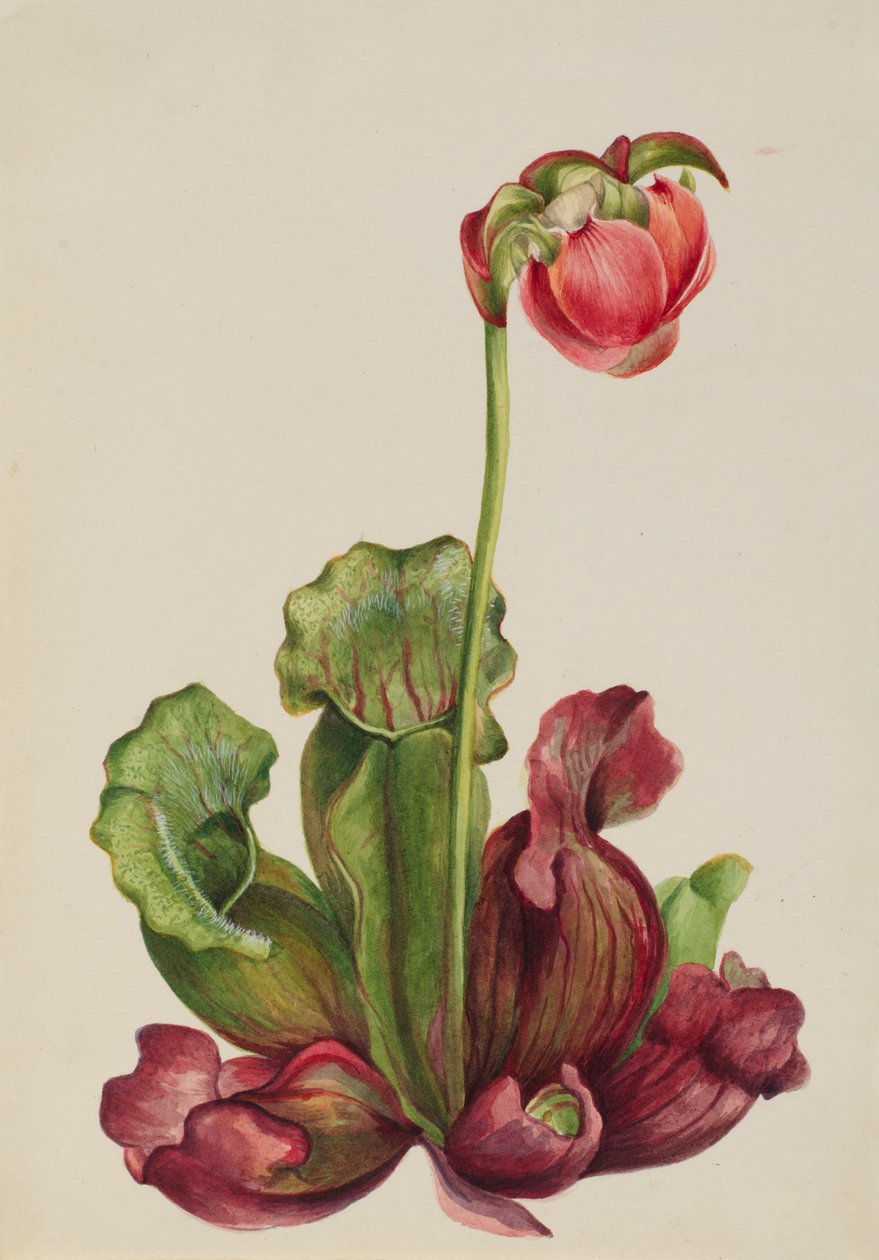 Dzban zwyczajny Sarracenia purpurea venosa, 1931. autorstwa Mary Vaux Walcott