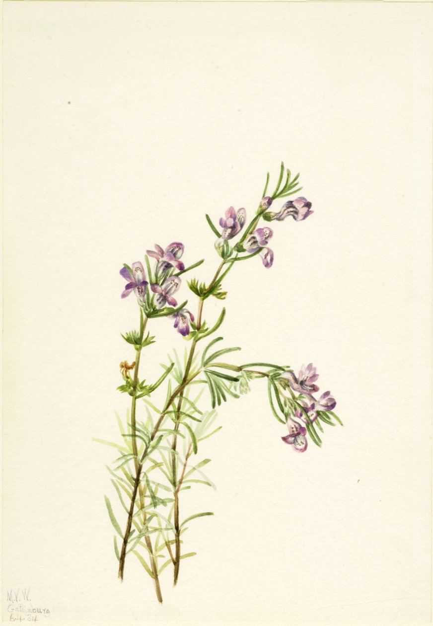Conradina verticillata, 1934. autorstwa Mary Vaux Walcott