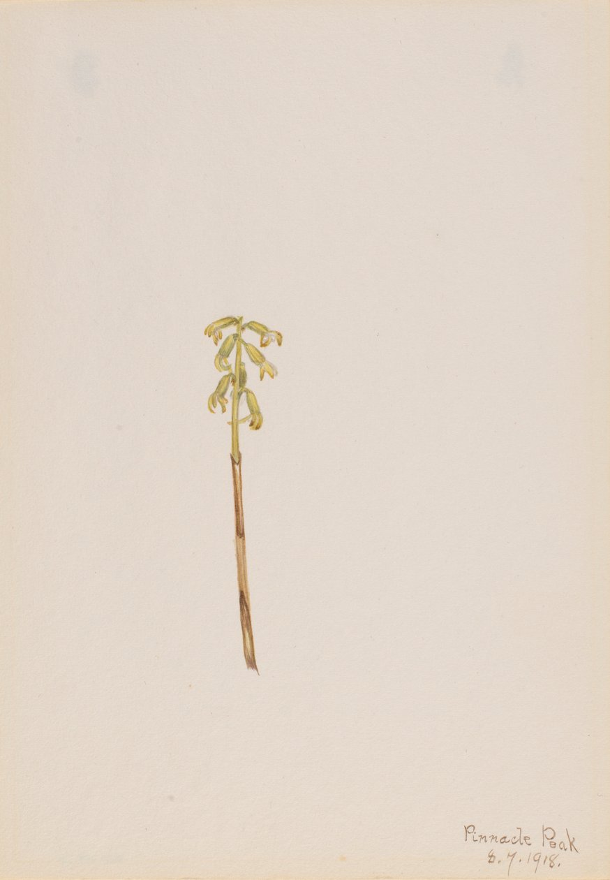 Corathorhiza corallorhiza autorstwa Mary Vaux Walcott