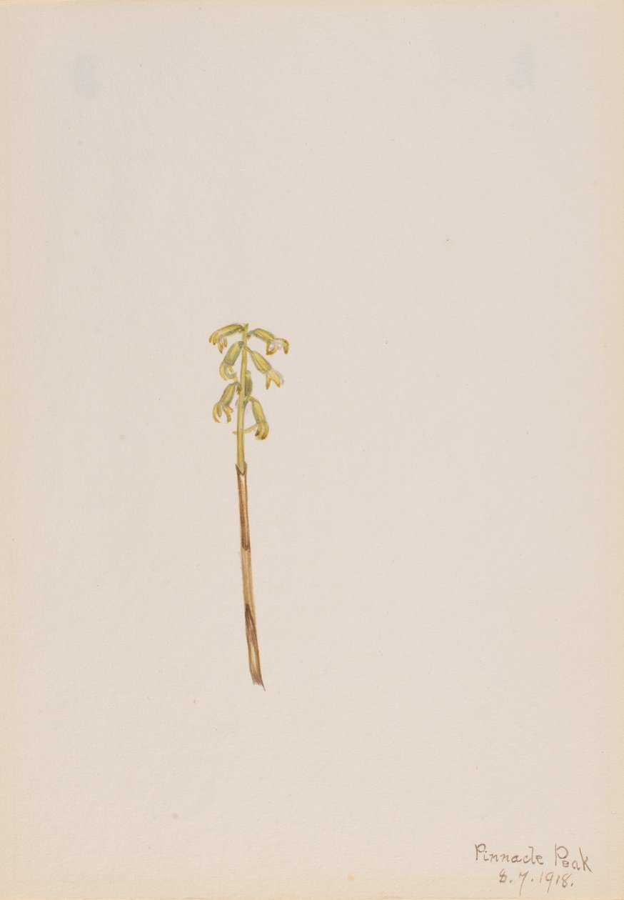 Corathorhiza corallorhiza, 1918. autorstwa Mary Vaux Walcott