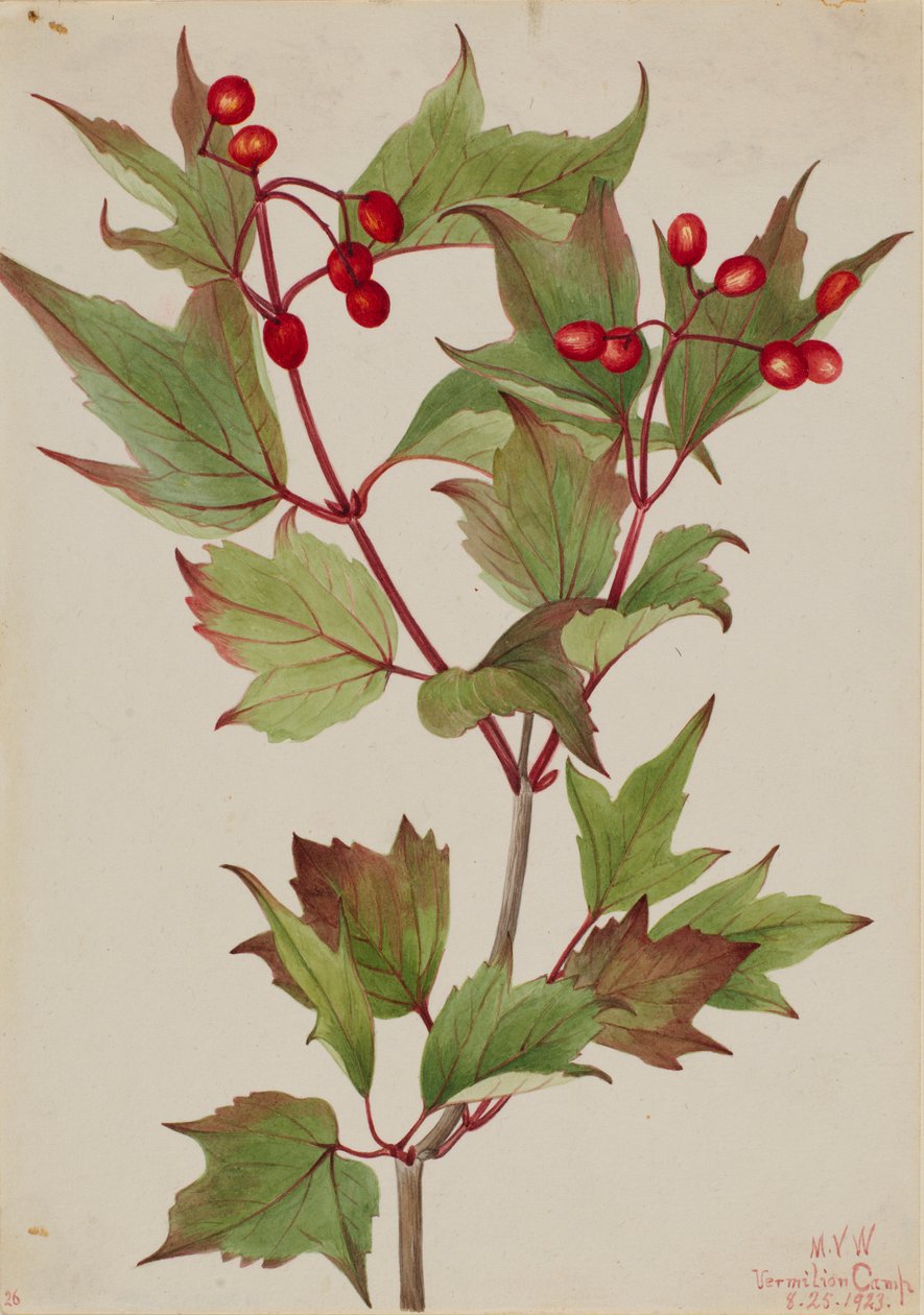Kalina koralowa (Viburnum pauciflorum) autorstwa Mary Vaux Walcott
