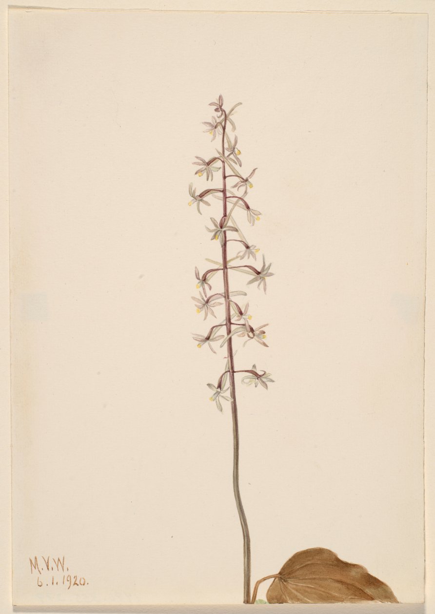 Storczyk żurawkowaty (Tipularia uniflora) autorstwa Mary Vaux Walcott