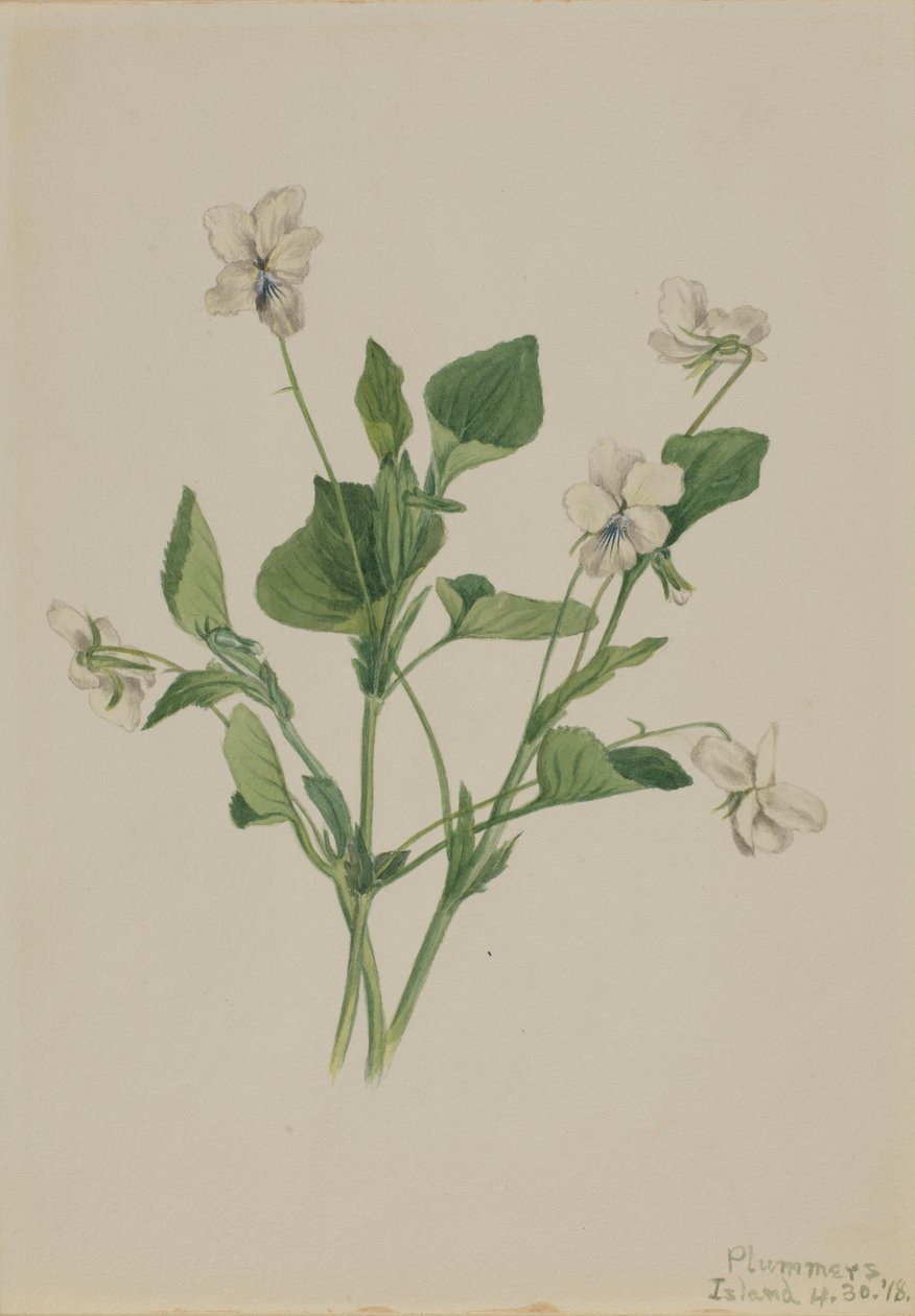 Fiołek kremowy (Viola striata) autorstwa Mary Vaux Walcott