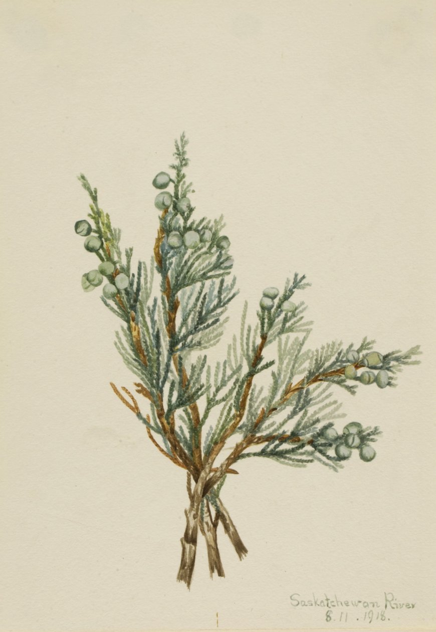 Jałowiec płożący (Juniperus horizontalis) autorstwa Mary Vaux Walcott