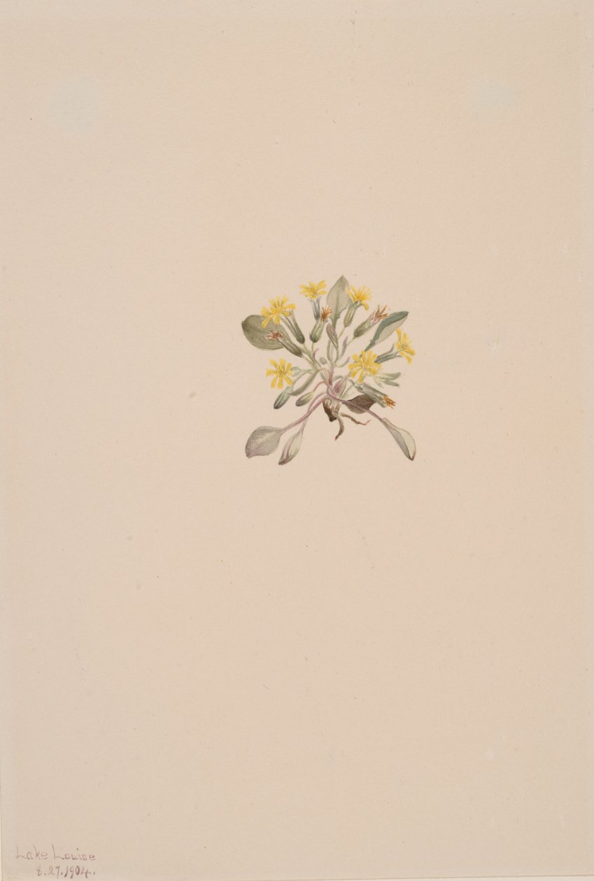Eleganckie naleśniki, 1904. autorstwa Mary Vaux Walcott