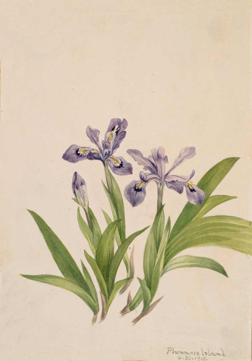 Czubata Iris Iris cristata, 1918. autorstwa Mary Vaux Walcott