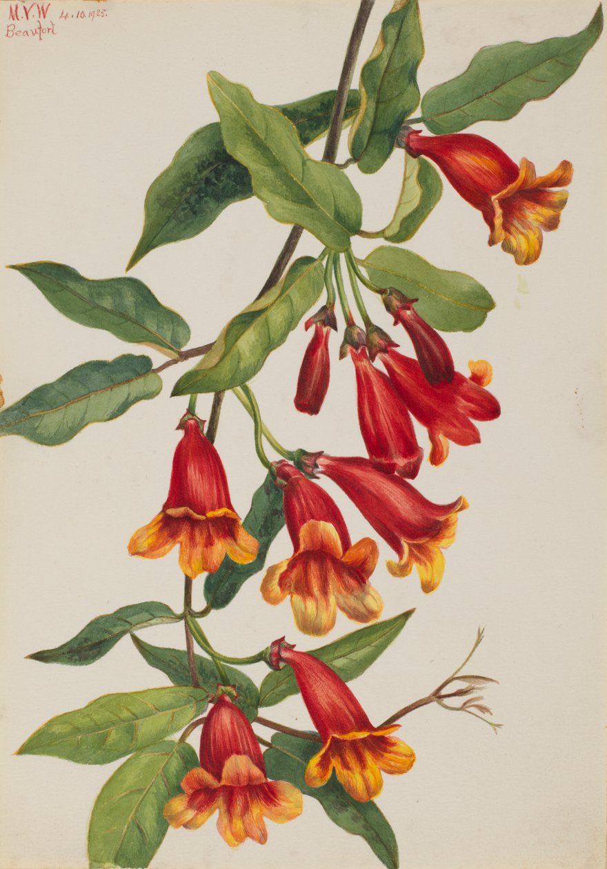 Krzyżówka Anisostichus capreolatus, 1925. autorstwa Mary Vaux Walcott
