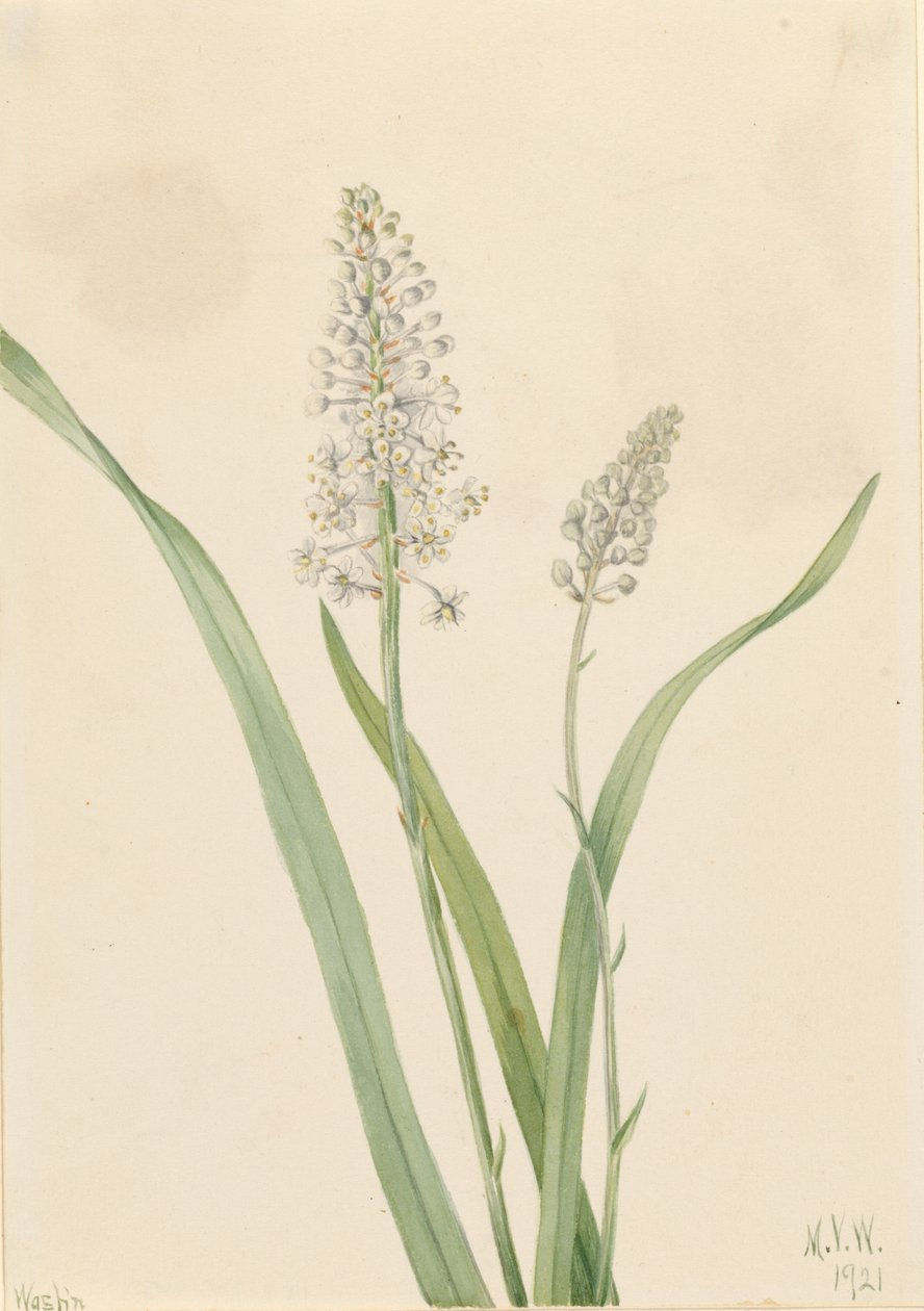 Trucizna dla wron (Chrosperma muscaetoxicum) autorstwa Mary Vaux Walcott