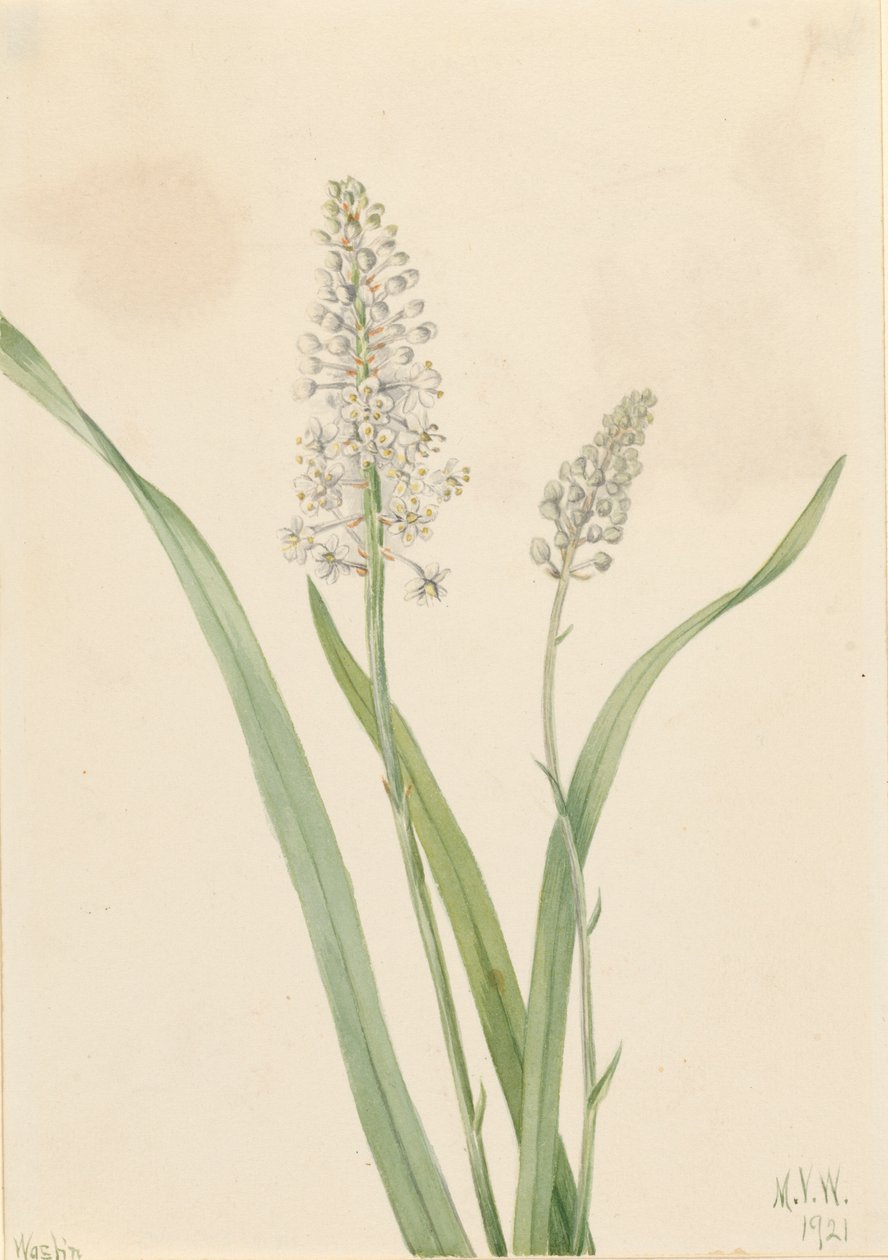Crowpoison Chrosperma muscaetoxicum, 1921. autorstwa Mary Vaux Walcott
