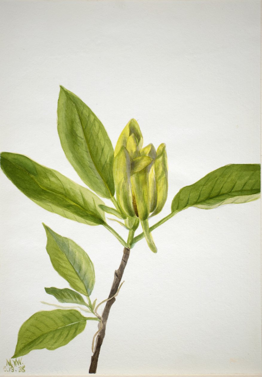 Drzewo ogórkowe (Magnolia scuminata) autorstwa Mary Vaux Walcott