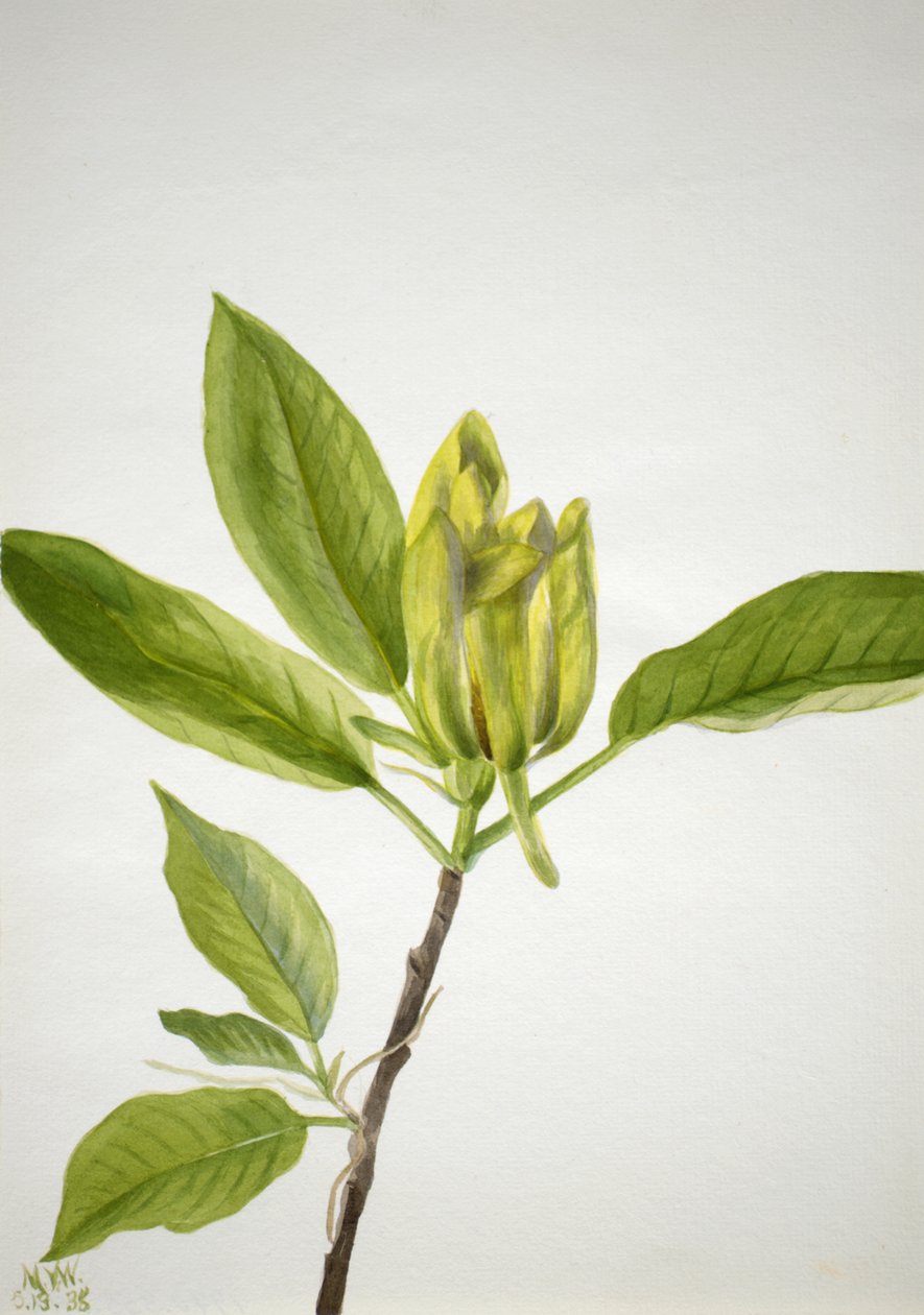 Drzewo ogórkowe Magnolia scuminata, 1938. autorstwa Mary Vaux Walcott