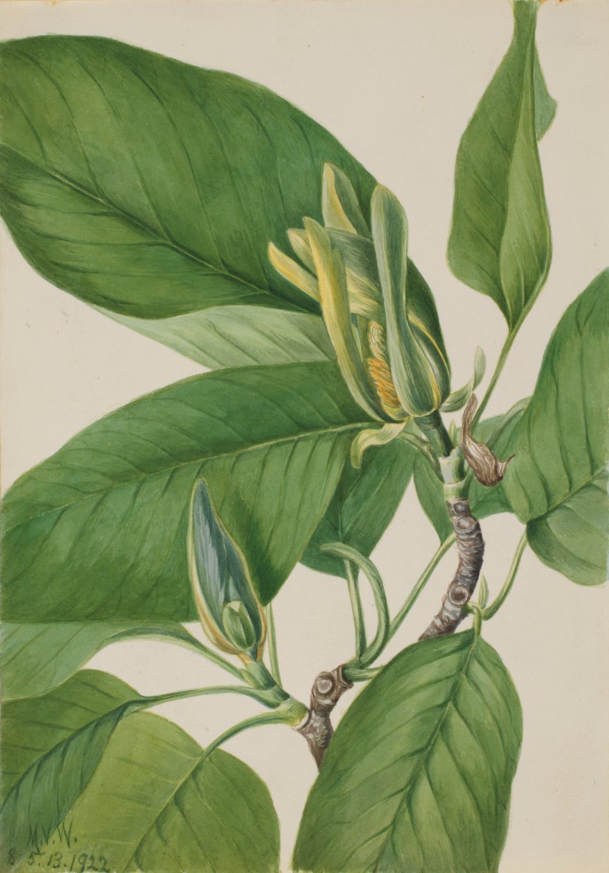 Magnolia ostrolistna (Magnolia acuminata) autorstwa Mary Vaux Walcott
