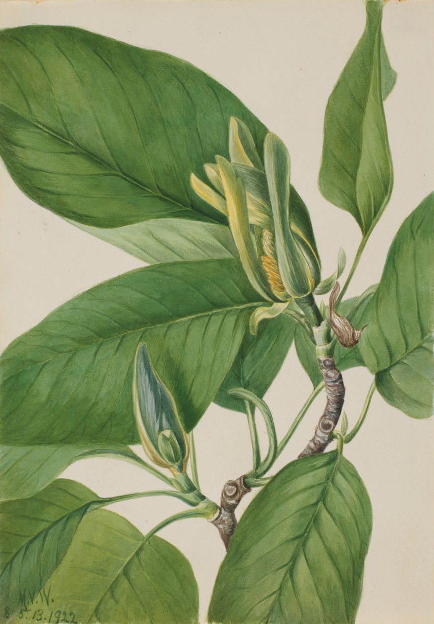 Cucumbertree Magnolia acuminata, 1922 autorstwa Mary Vaux Walcott