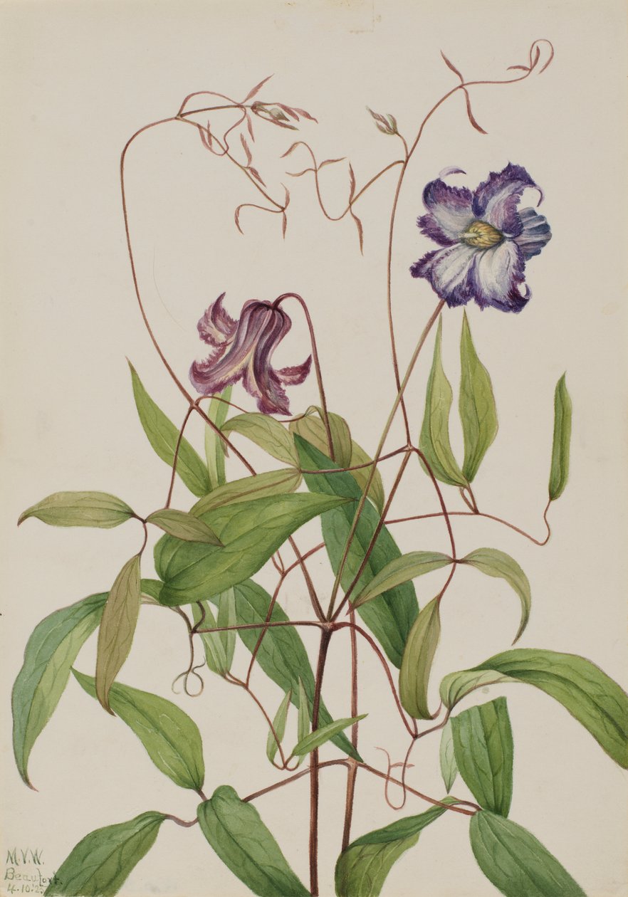 Powojnik kędzierzawy (Clematis crispa) autorstwa Mary Vaux Walcott