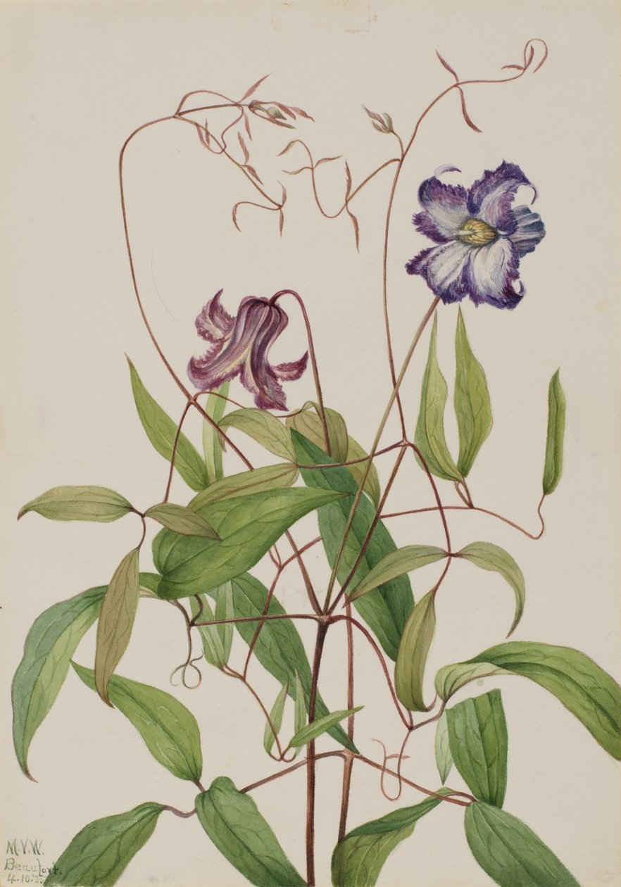 Powojnik kędzierzawy Clematis curla, 1925. autorstwa Mary Vaux Walcott