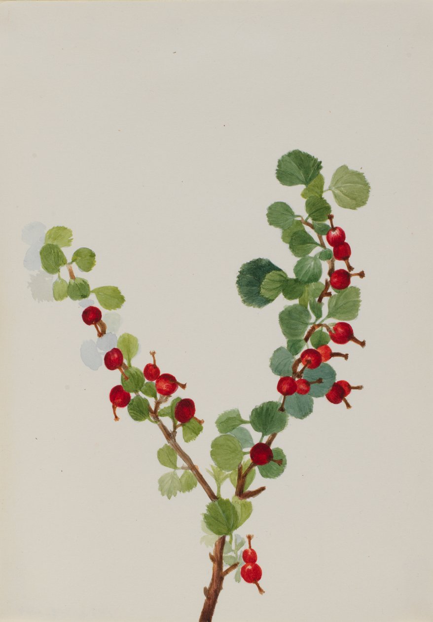 Porzeczka niedokończona Gatunki Ribes, b.d. autorstwa Mary Vaux Walcott