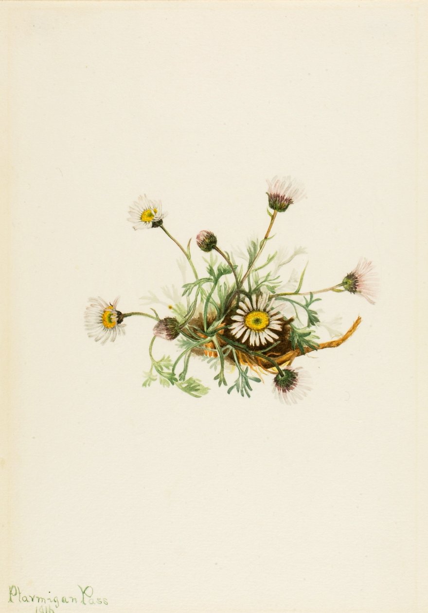 Flaszowiec pospolity (Erigeron compositus) autorstwa Mary Vaux Walcott