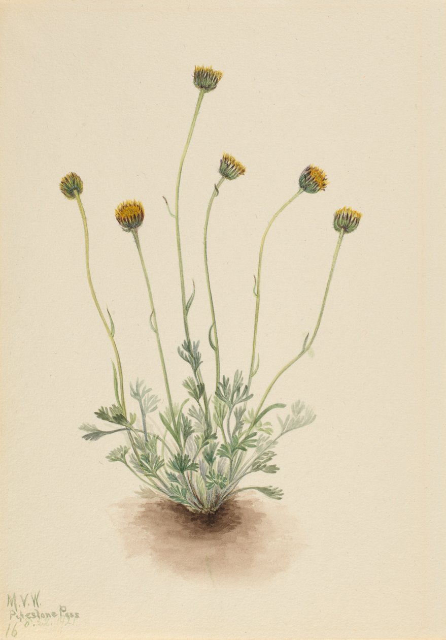 Flaszowiec pospolity (Erigeron compositus nudus) autorstwa Mary Vaux Walcott