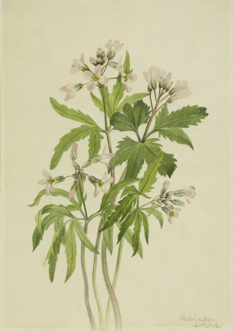 Ząbek cięty (Dentaria laciniata) autorstwa Mary Vaux Walcott