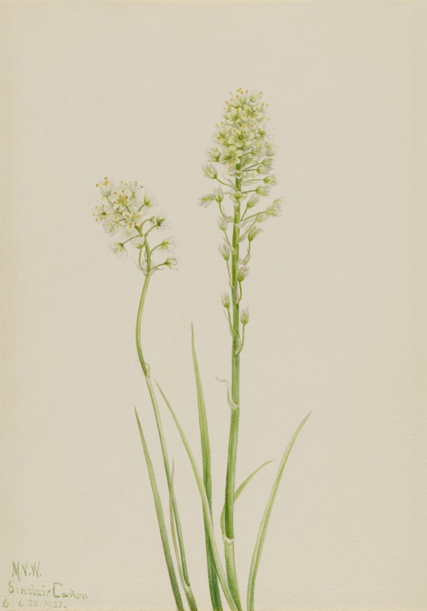 Rumianek śmierci (Zygadenus venenosus) autorstwa Mary Vaux Walcott