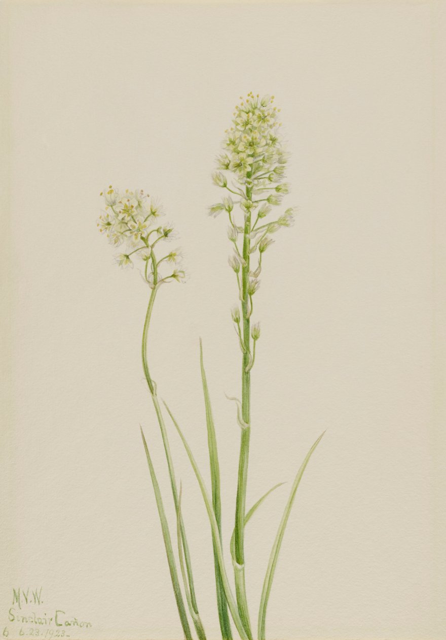 Kamery śmierci Zygadenus jadowity, 1923. autorstwa Mary Vaux Walcott