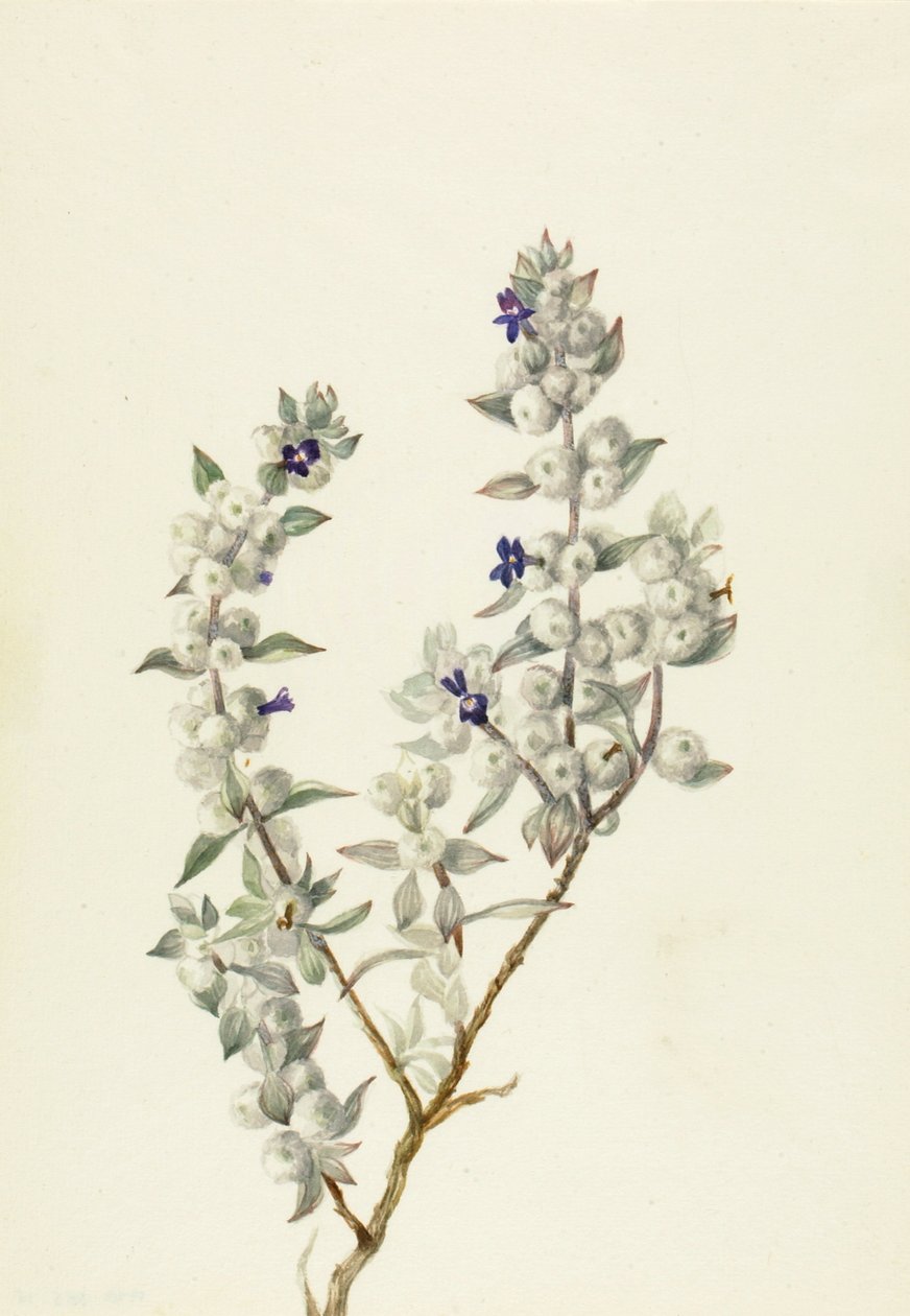 Szałwia z Doliny Śmierci Salvia funerea, ca. początek lat 30. XX wieku. autorstwa Mary Vaux Walcott