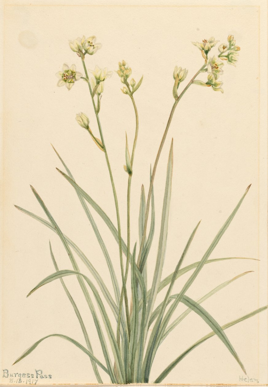 Deathcamas (Zygadenus elegans) autorstwa Mary Vaux Walcott