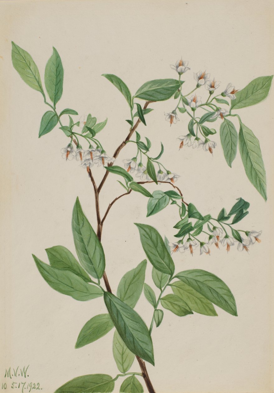 Deerberry Polycodium stamineum, 1922. autorstwa Mary Vaux Walcott
