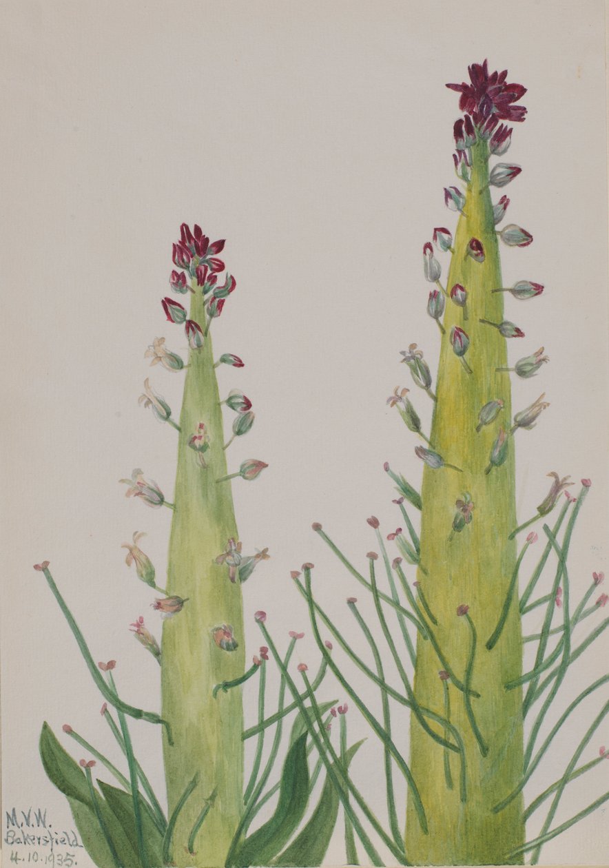 Świeca pustynna (Caulanthus inflatus) autorstwa Mary Vaux Walcott
