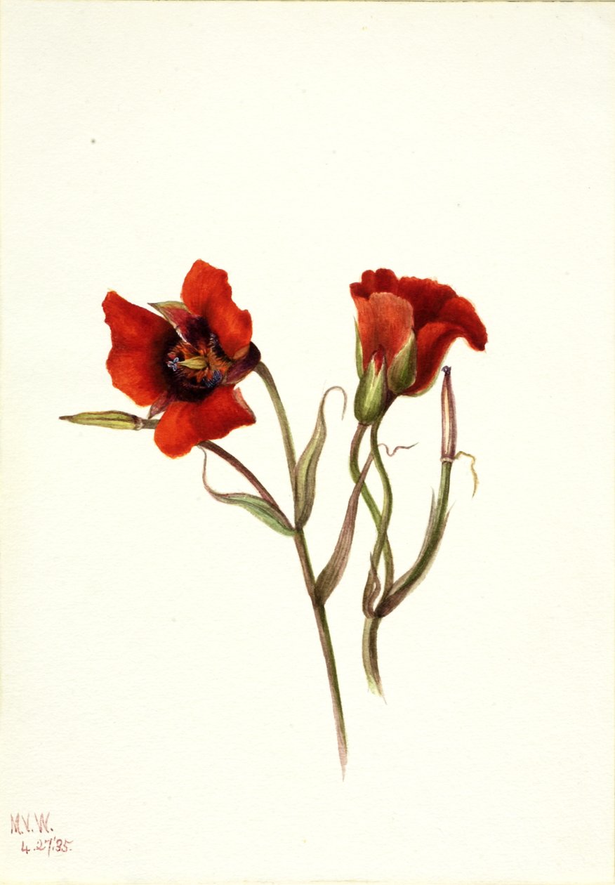 Pustynna Mariposa Calochortus kennedyi, 1935. autorstwa Mary Vaux Walcott
