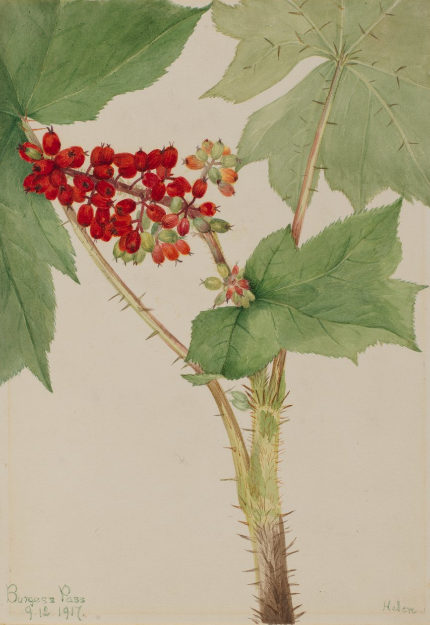 Devilsclub Echinopanax horridum, 1917. autorstwa Mary Vaux Walcott