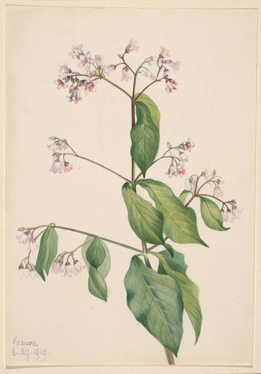 Dogbane (Apocyum androsaemfolium) autorstwa Mary Vaux Walcott
