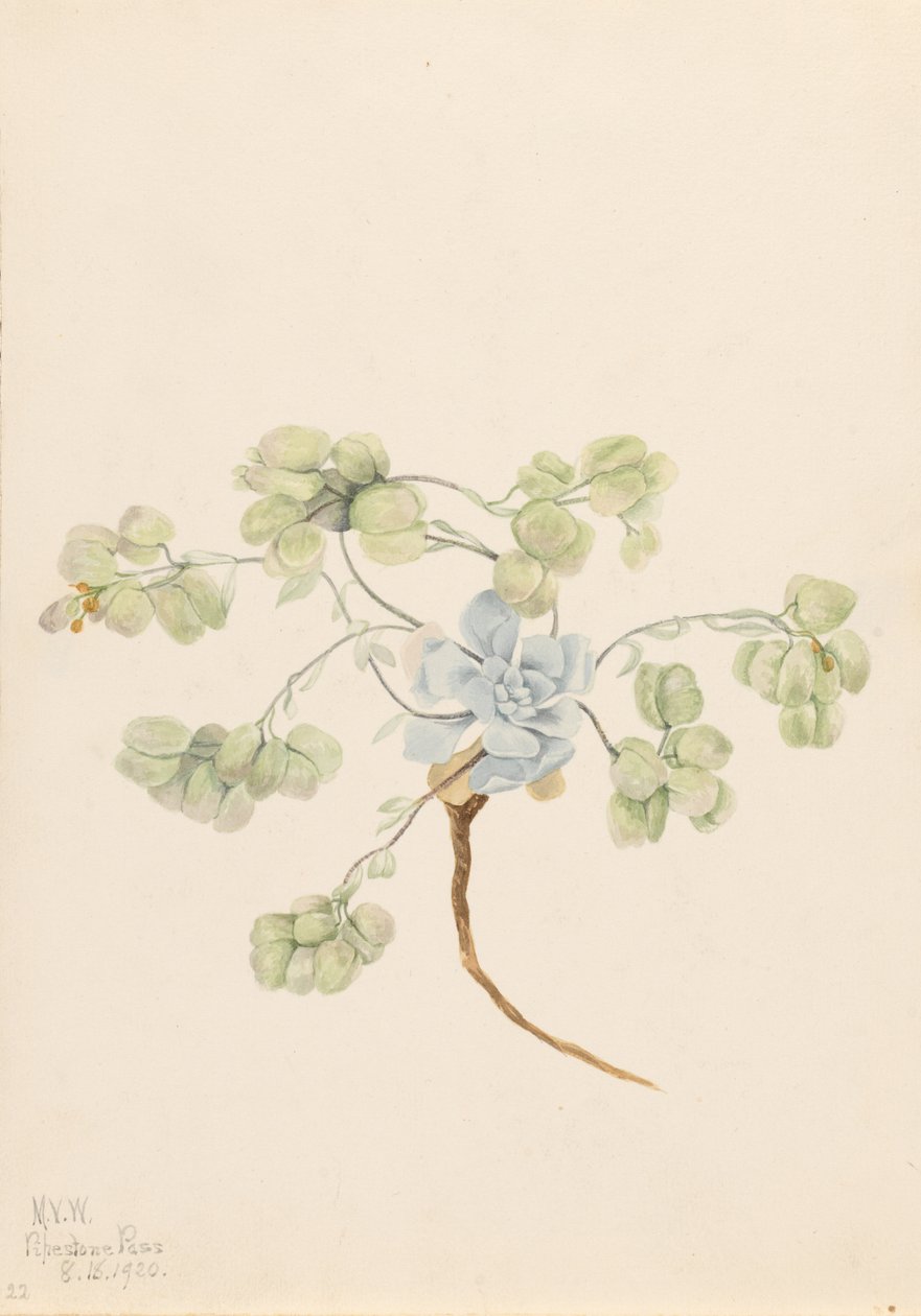 Pęcherznica podwójna (Physaria didymocarpa) autorstwa Mary Vaux Walcott