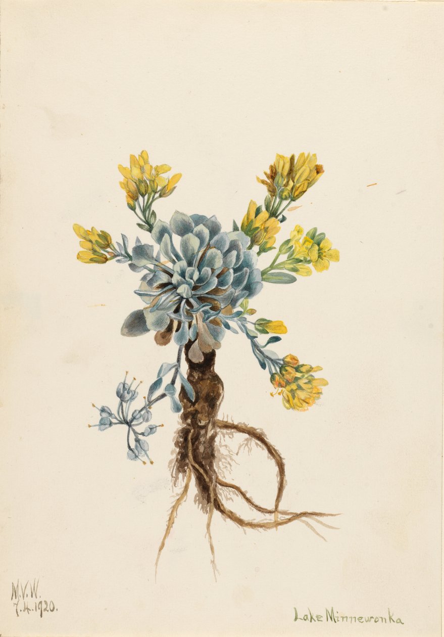 Pęcherznica podwójna (Physaria didymocarpa) autorstwa Mary Vaux Walcott