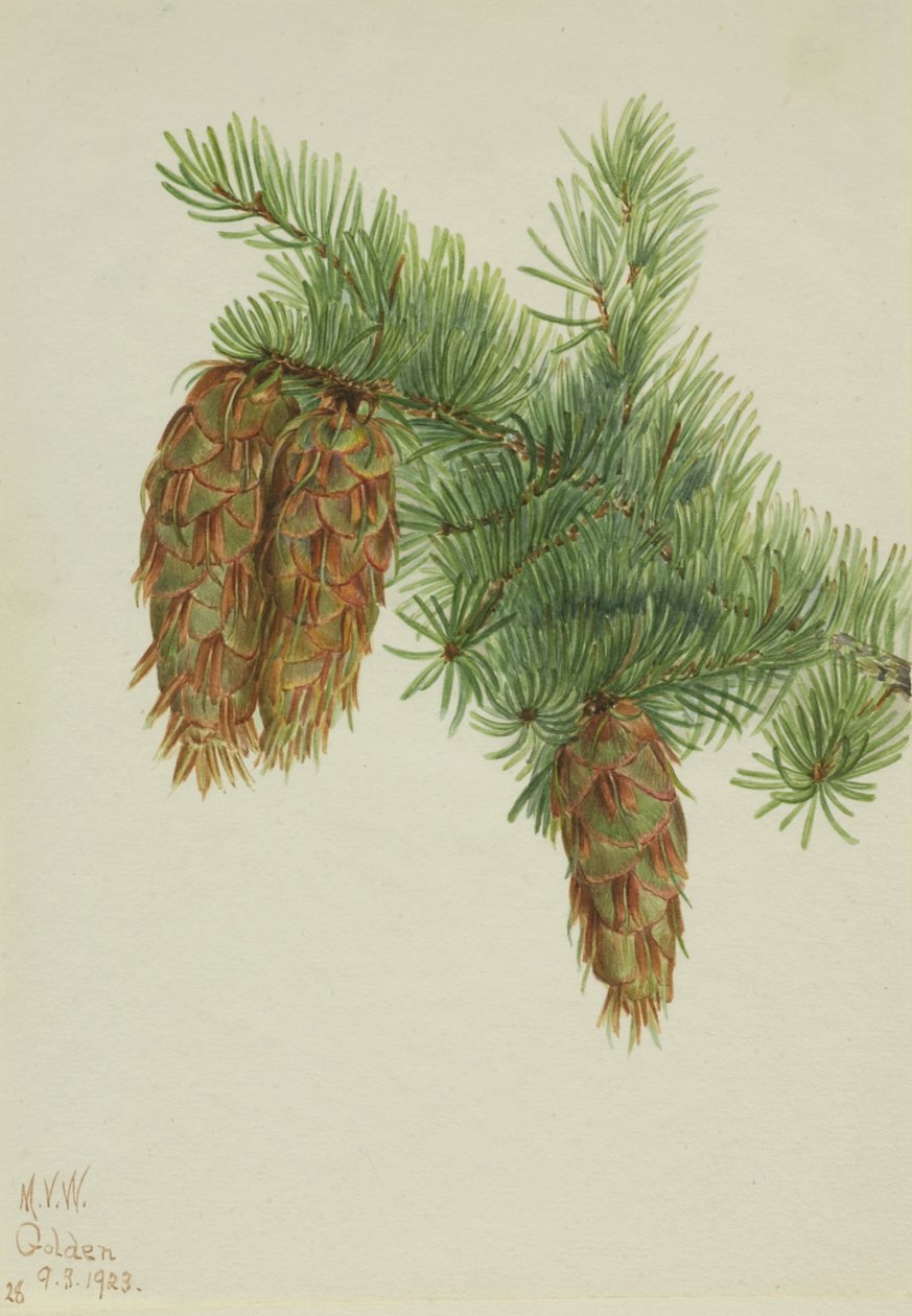 Daglezja zielona Pseudotsuga mucronata, 1923. autorstwa Mary Vaux Walcott