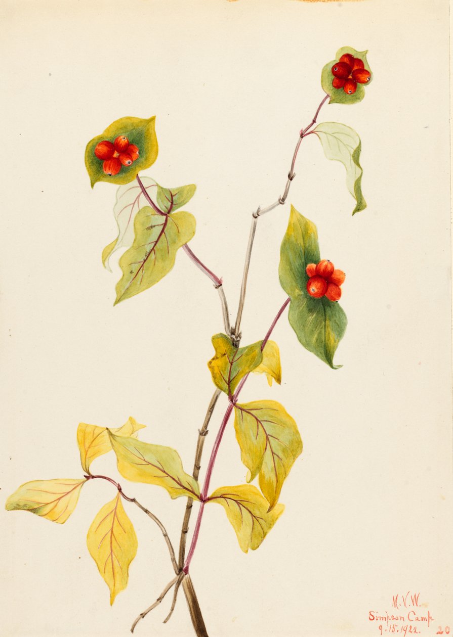 Wiciokrzew Douglasa (Lonicera glaucescens) autorstwa Mary Vaux Walcott