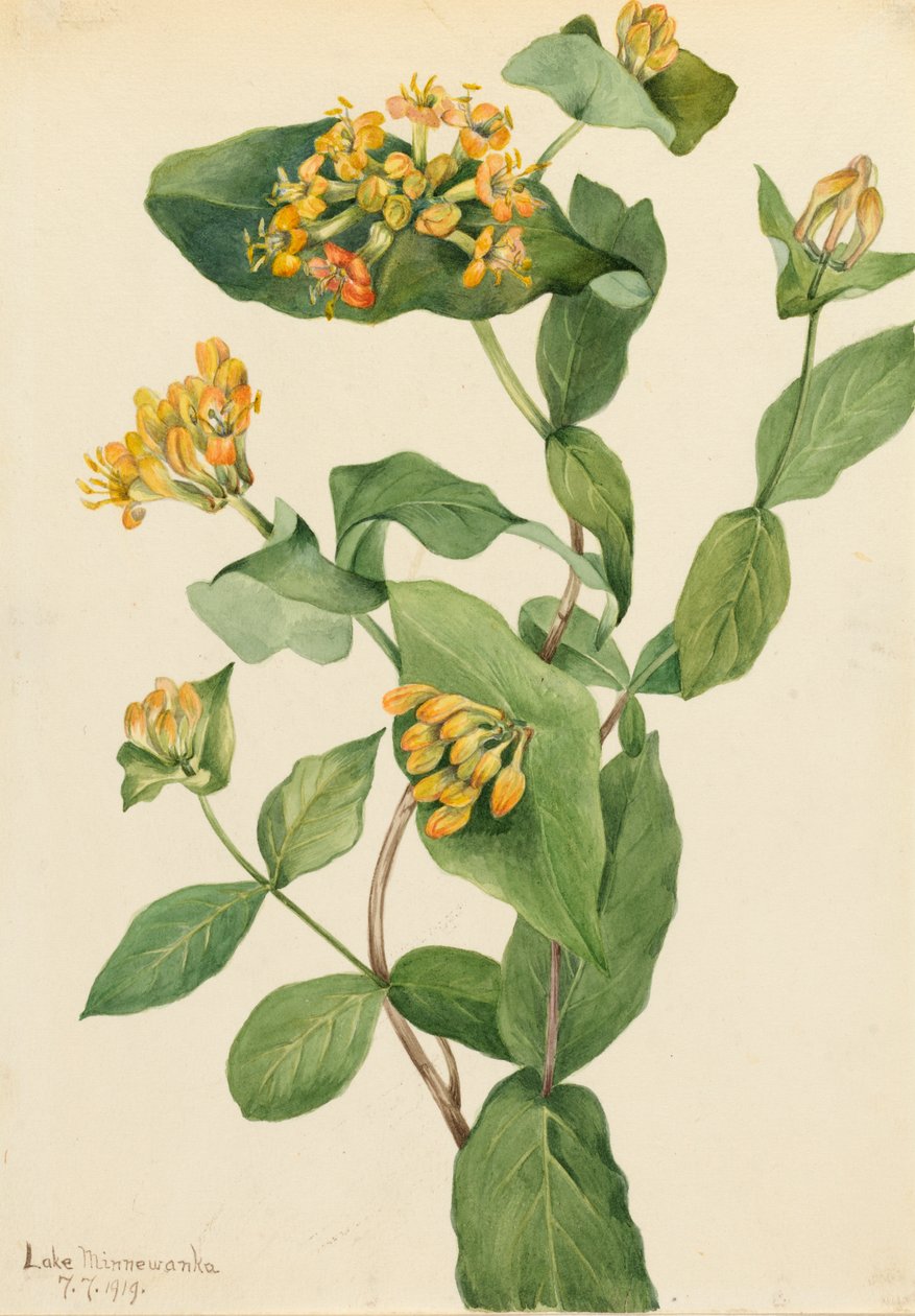 Douglas Wiciokrzew Lonicera glaucescens, 1919. autorstwa Mary Vaux Walcott